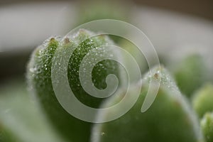 Multicapacity process